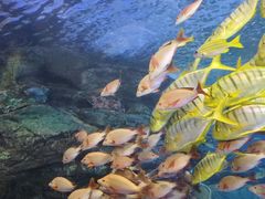 -太平洋海底世界