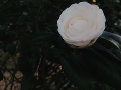 -华南国家植物园-售票处