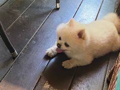 -洪湖家庭农场·团建·露营·会议