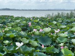 -七的湖·晚芳亭·阳澄湖农家菜·大闸蟹(莲花岛店)