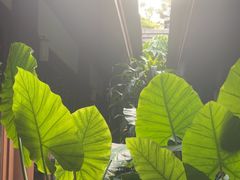 -西双版纳洲际度假酒店-曼霖轩中餐厅