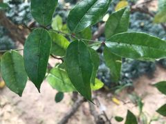 -广州神农草堂中医药博物馆