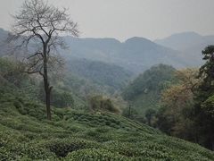 -十八棵（老龙井）御茶园(老龙井店)