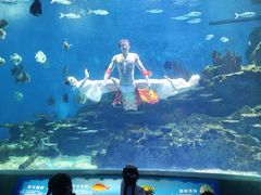 -海合安武汉极地海洋公园
