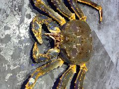 -蟹之国·精品蟹料理(极地店)