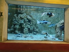 -东方巨龟苑景区