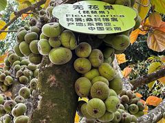 -云南勐巴娜西珍奇园