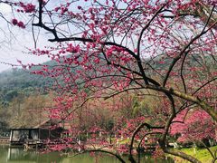-铭莲·八卦田水上餐厅