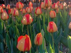 -长春公园(普阳街道)