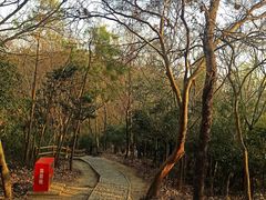 -上海佘山国家森林公园天马山园