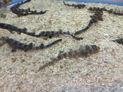 -上海海洋水族馆