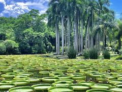 -西双版纳原始森林公园