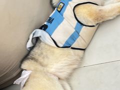 -怪兽屋·羊驼·猫咖·狗咖(俊华广场店)