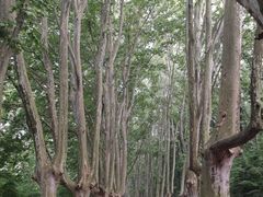 -灵谷景区