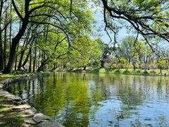 -上海共青森林公园