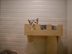 -momokira米努特·德文卷毛猫·棉花面纱犬