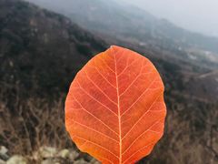 -北京鹫峰国家森林公园