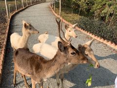 -李小龙乐园(顺德均安店)