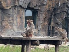 -大连森林动物园