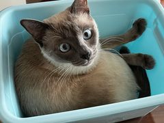 -纳吉亚猫专科动物诊疗中心(蒋宅口分院)