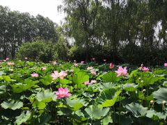 -东郊湿地公园