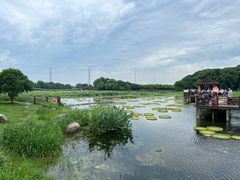 -荷塘月色湿地公园·向阳花洲