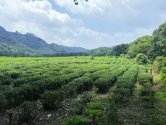 -中国茶叶博物馆(双峰馆区)