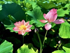 -陈家山荷花公园