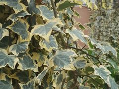 -金马仑薰衣草花园(Cameron Lavender)