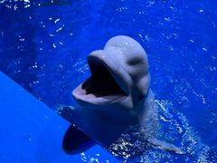 -海合安青岛极地海洋公园