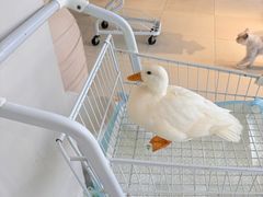 -怪兽屋·羊驼·猫咖·狗咖(俊华广场店)