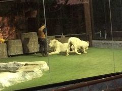 -清迈夜间动物园