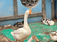 -南宫五洲植物乐园