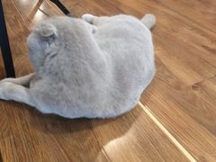 -猫友咖啡店(玉林西路店)