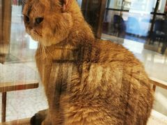 -momokira米努特·德文卷毛猫·棉花面纱犬