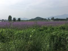 -北京东方普罗旺斯薰衣草庄园