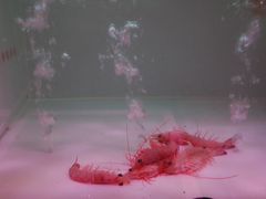-长平肥姐白粥·海鲜打冷