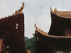 -深圳仙湖植物园
