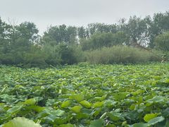 -溱湖国家湿地公园