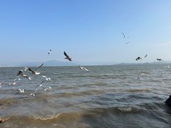 -深圳湾公园(南山区)