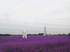 -紫颐香薰山谷景区