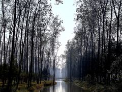 -合肥滨湖国家森林公园