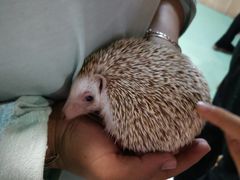 -藦茜花园宠物主题亲子互动体验馆(国顺东路店)