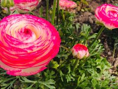 -萨莉亚意式餐厅(国和1000店)