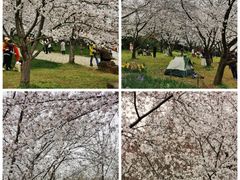 -苏州上方山国家森林公园