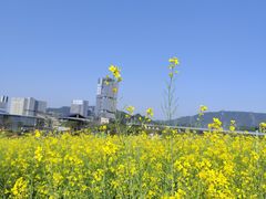 -光明小镇欢乐田园