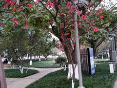 -成都市活水公园