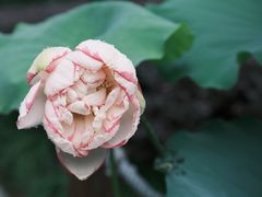 -陈家山荷花公园