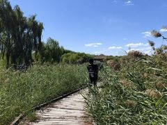 -西青郊野公园