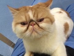 -伟伟宠物医院·CT影像中心·瑞派犬猫综合性门诊(汉口总院)